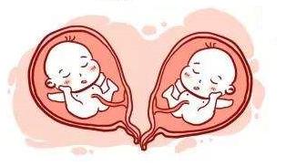 [宝宝在子宫会不会拥挤]人类女性的子宫适合多个宝宝同时居住吗？