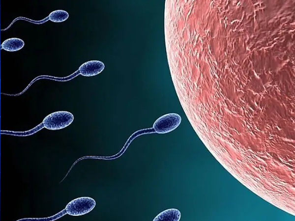 同房后男性y精子要比x精子早3个小时遇到卵子吗？