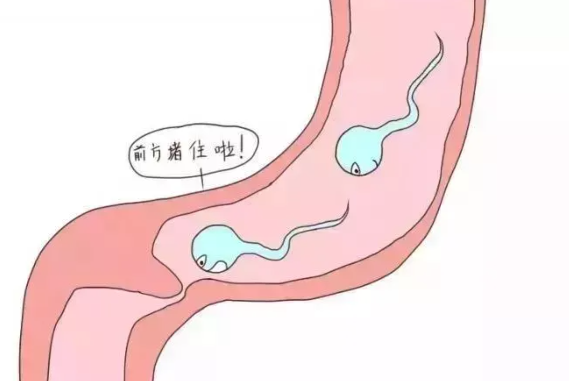 输卵管的水是如何产生的