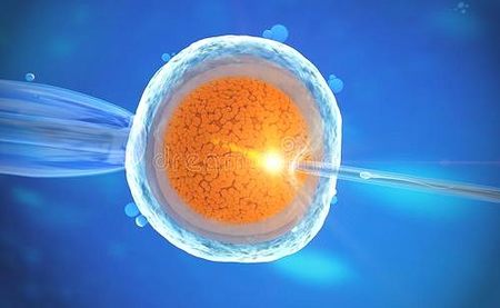 移植1个囊胚会变成两个吗，机体突变比较常见