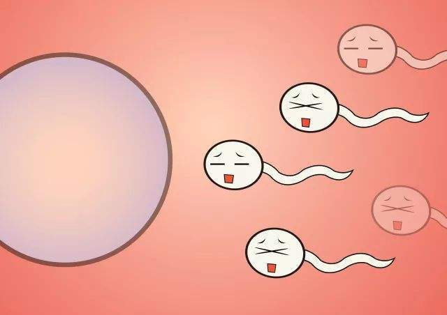 备孕期间如何提高精子的质量