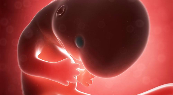 什么是胚胎停育?一种类似流产,在细胞“变形记”中途夭折