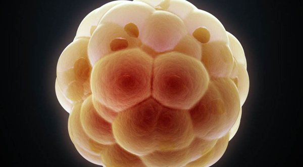 什么是胚胎停育?一种类似流产,在细胞“变形记”中途夭折