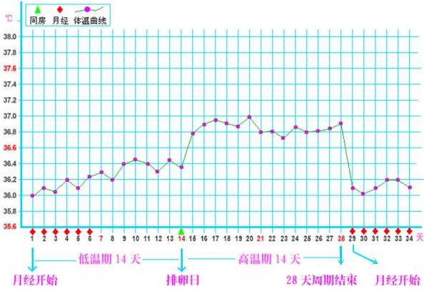 重庆送子鸟医院,卵细胞排出