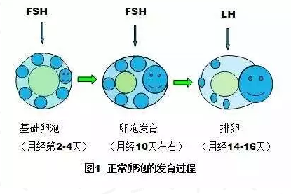 重庆送子鸟医院