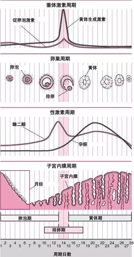 重庆送子鸟医院