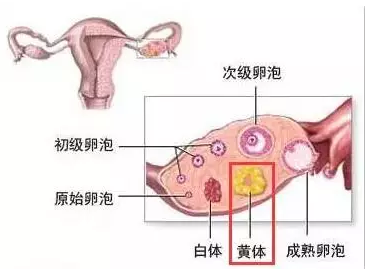 重庆送子鸟医院