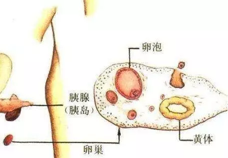 重庆送子鸟医院