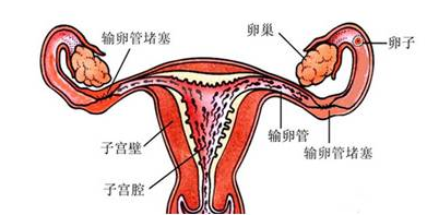 重庆送子鸟医院