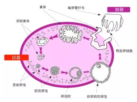 重庆送子鸟医院