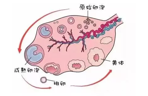 重庆送子鸟医院