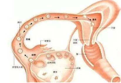 重庆送子鸟医院