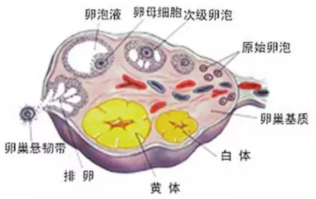 重庆送子鸟医院